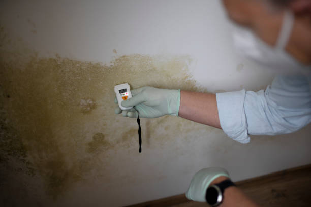 Best Industrial Mold Remediation in Potomac Mills, VA