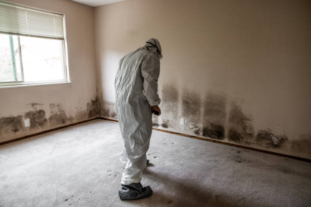 Best Basement Mold Remediation in Potomac Mills, VA