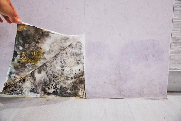 Best Kitchen Mold Remediation in Potomac Mills, VA